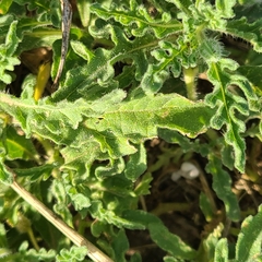 Chamaesaracha coniodes