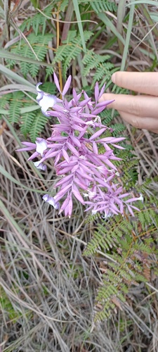 Tillandsia straminea image