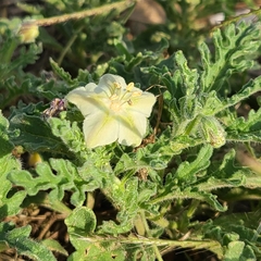 Chamaesaracha coniodes