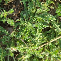 Chamaesaracha coniodes