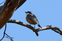 Pachycephala rufiventris