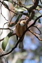 Acanthorhynchus tenuirostris