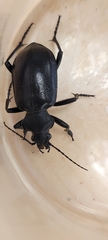 Calosoma