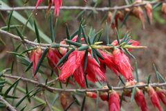 Stenanthera conostephioides