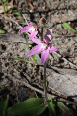 Caladenia latifolia