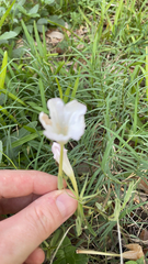 Zephyranthes chlorosolen