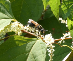 Sphex habenus