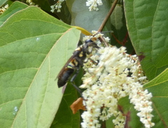Sphex habenus