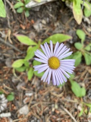 Asteraceae
