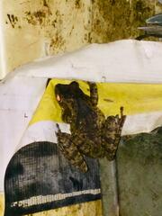 Polypedates cruciger