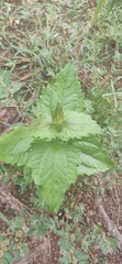 Chromolaena odorata