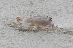 Metacarcinus magister