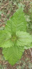 Chromolaena odorata
