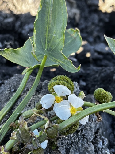 Arumleaf arrowhead (Sagittaria cuneata)