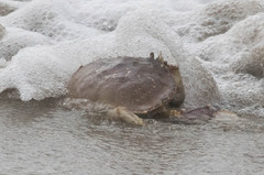 Metacarcinus magister