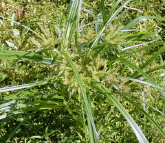 Cyperus erythrorhizos