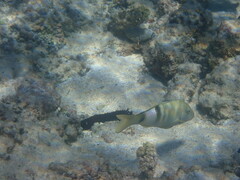 Parupeneus multifasciatus