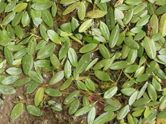 Potamogeton epihydrus
