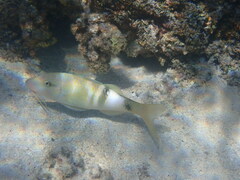 Parupeneus multifasciatus