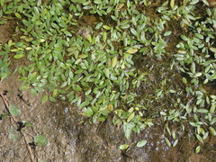 Potamogeton epihydrus