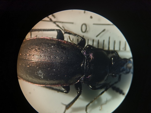 Bronze Ground Beetle, 9261 Eastermar, Netherlands, photo 9 of 10
