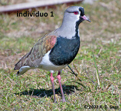 Vanellus chilensis