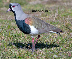 Vanellus chilensis