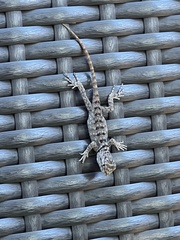 Sceloporus magister