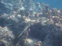 Aulostomus chinensis