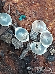 Deroceras reticulatum