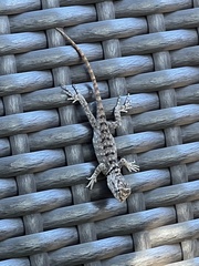 Sceloporus magister