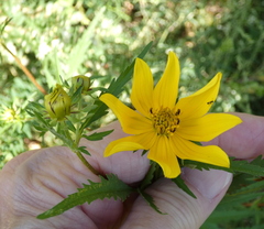 Bidens polylepis