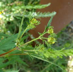 Bidens polylepis