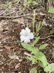 Ruellia metziae