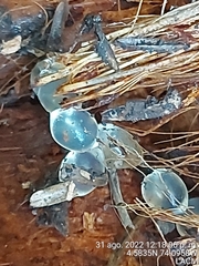 Deroceras reticulatum