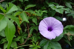Ipomoea cairica