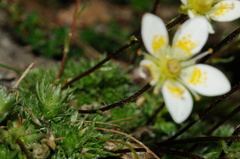 Saxifraga bryoides