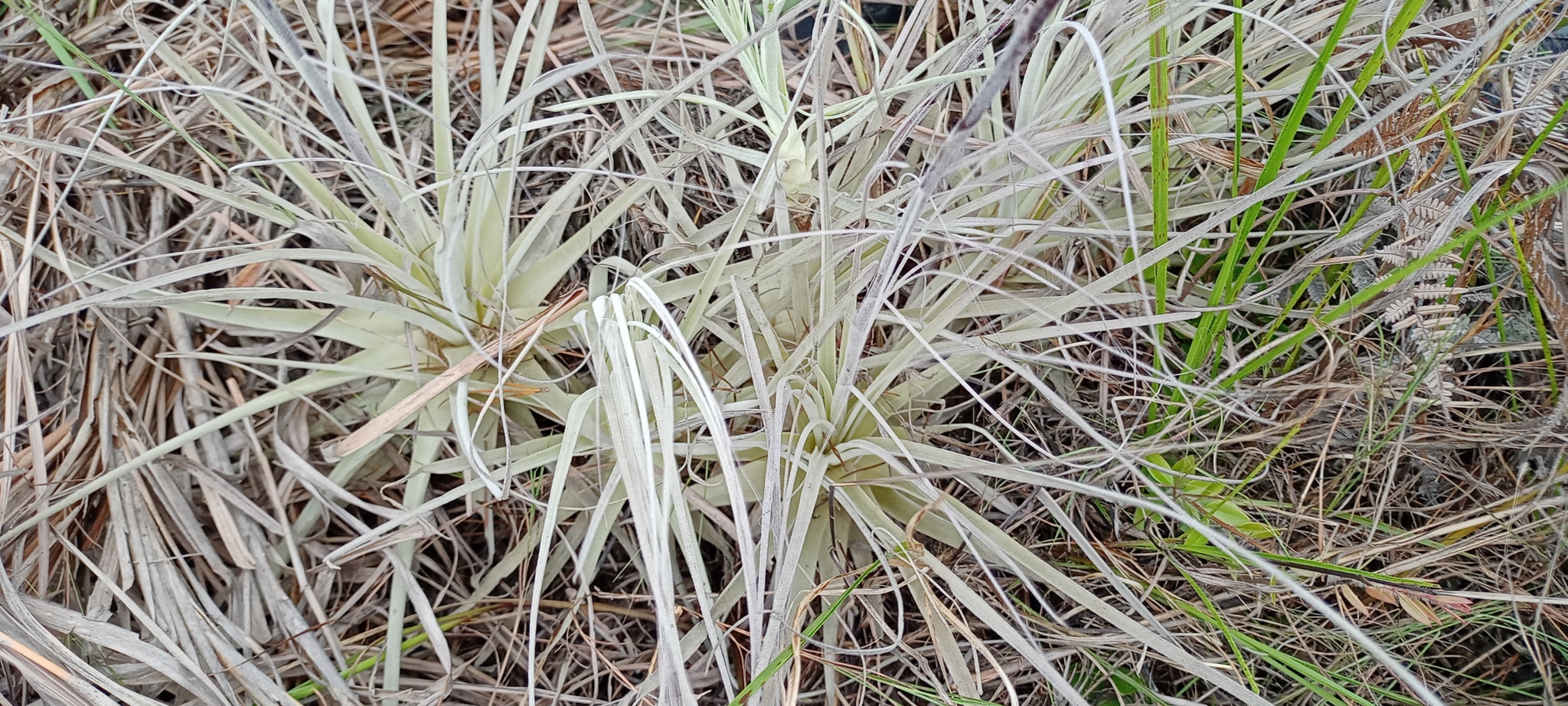Tillandsia straminea image