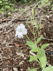Ruellia metziae