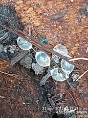 Deroceras reticulatum