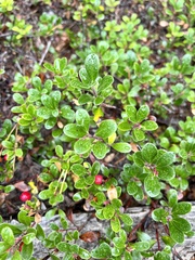 Arctostaphylos