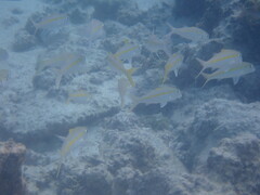 Mulloidichthys flavolineatus