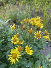Senecio pseudoarnica