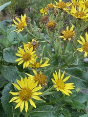 Senecio pseudoarnica