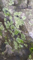 Flavoparmelia baltimorensis