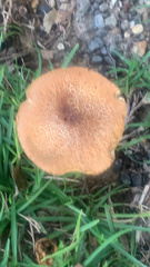 Tylopilus balloui