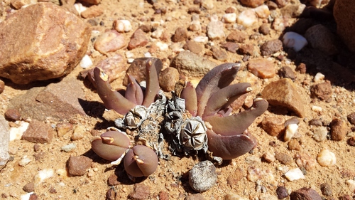 Glottiphyllum suave, photograph 5