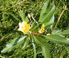 Ludwigia peploides
