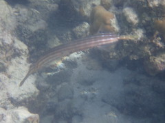 Aulostomus chinensis