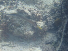 Aulostomus chinensis